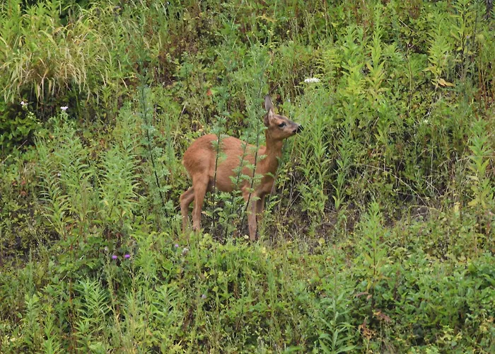 Meijer Apartamento Briedel
